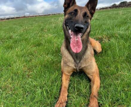 Man who repeatedly kicked and spat at West Yorkshire Police dog jailed