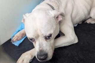 Castleford man banned from keeping animals for 10 years after extremely underweight bulldog put to sleep