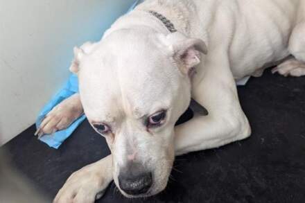 Castleford man banned from keeping animals for 10 years after extremely underweight bulldog put to sleep