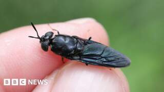University of York lodges plans for insect engineering lab