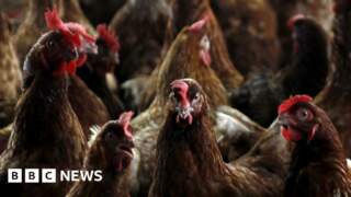 Bird flu confirmed at third commercial poultry farm near York