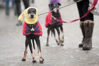When is it too cold to walk your dog? The exact temperatures according to experts as snow hits UK