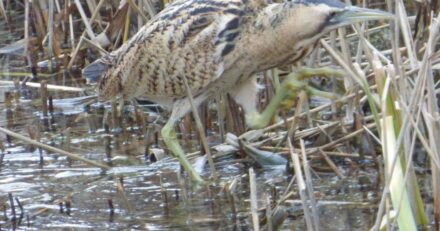 Call to Hull-area bird lovers to join group of like-minded enthusiasts