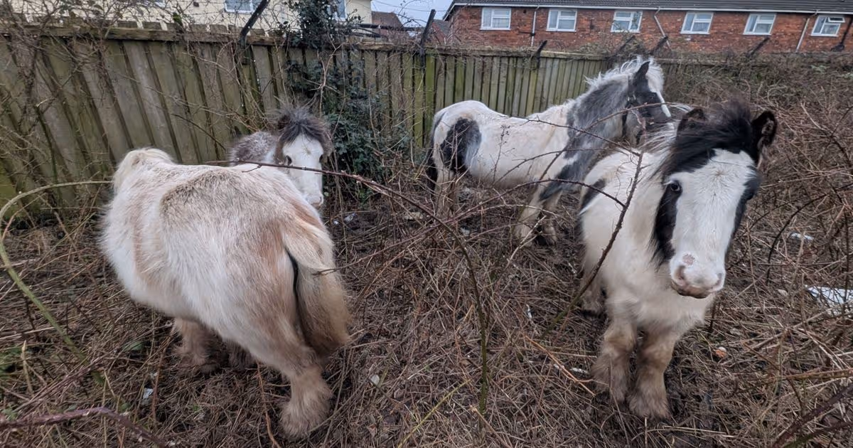 RSPCA appeal after ponies in poor condition found in ‘hazardous’ field in Hull