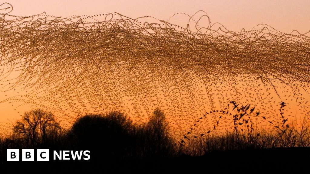 Yorkshire's 'mysterious' murmurations caught on camera