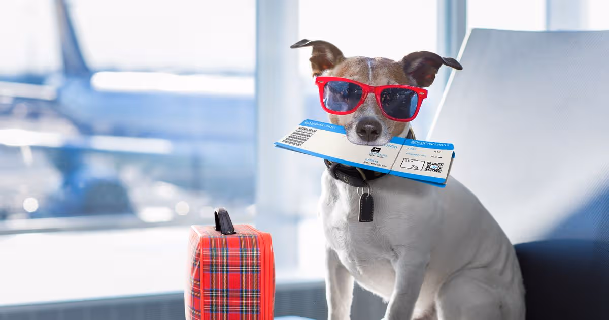 TUI, easyJet, Ryanair, Jet2 and British Airways rules on flying with pets