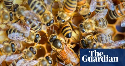 Social inequality is thriving in the hive | Bees