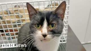 College worker drives 24km with cat in car engine