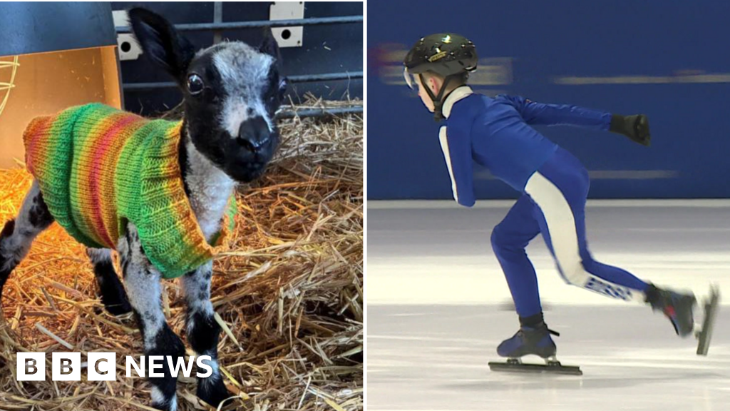 Lamb knitters to ice skaters: Yorkshire stories to make you smile