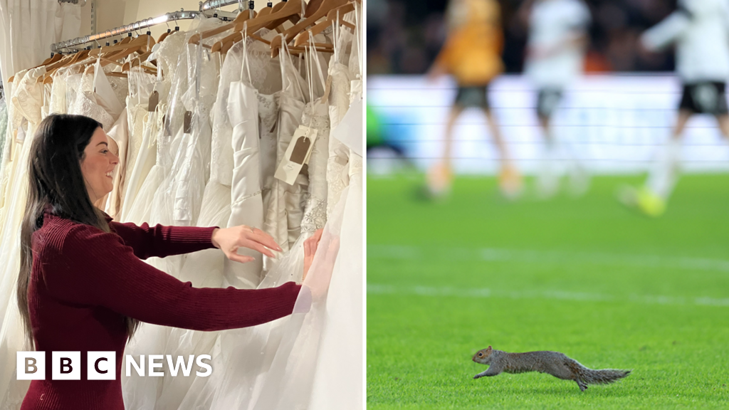 Squirrels to weddings: Yorkshire stories to make you smile