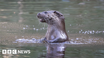 Otter sightings draw crowds to riverbank