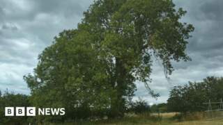 Plan to fell 'nationally significant' tree blocked