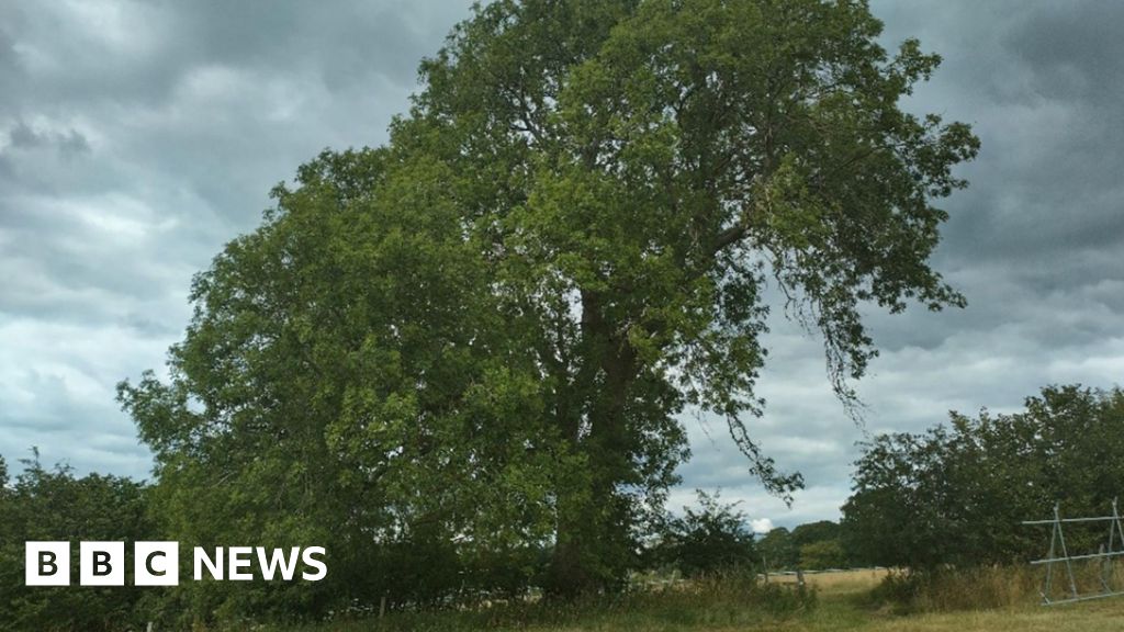Plan to fell 'nationally significant' tree blocked