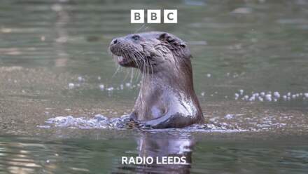 Rare otter sightings in West Yorkshire waterways