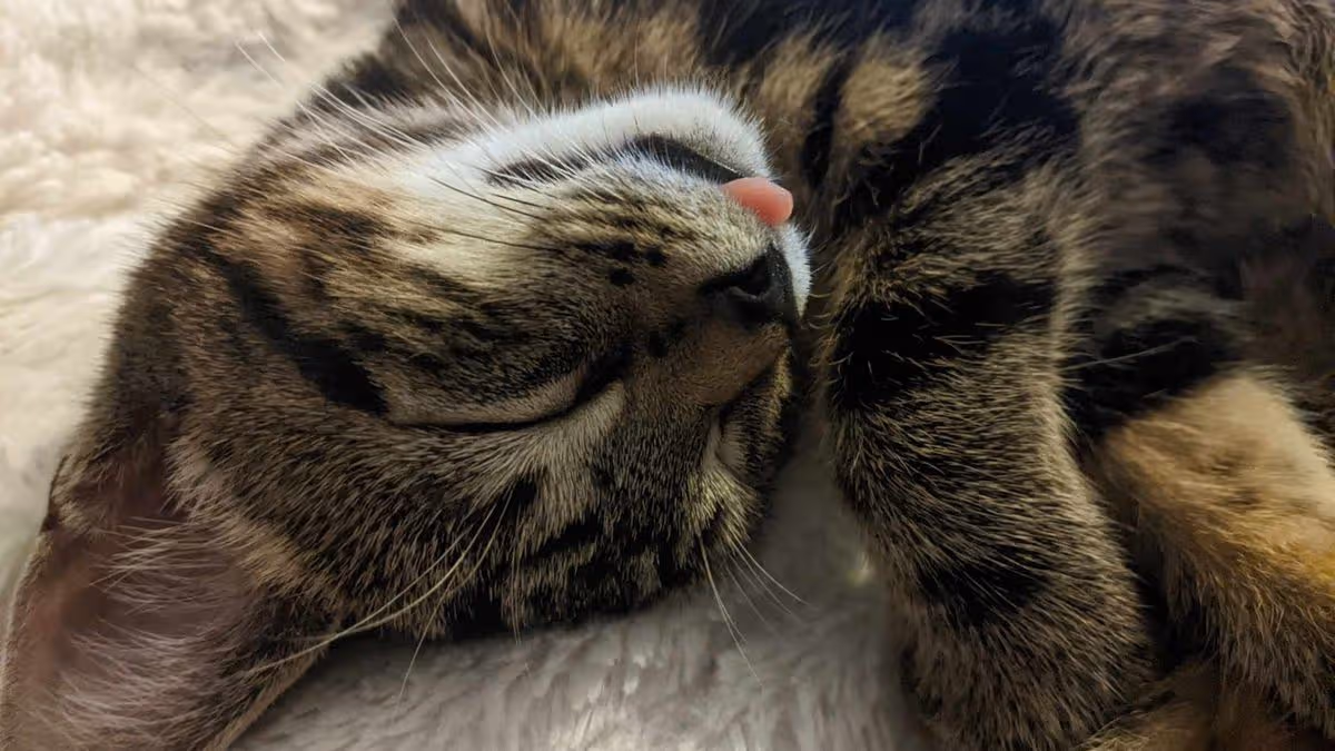 New cat cafe set to open in Hull city centre with resident family of feline friends