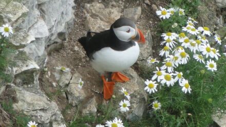 Hope for endangered East Yorkshire puffins as campaign to Save Our Seabirds is launched