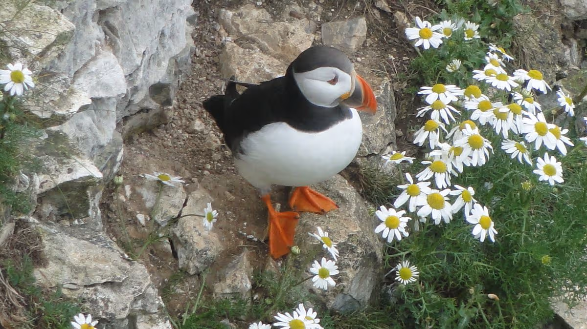 Hope for endangered East Yorkshire puffins as campaign to Save Our Seabirds is launched