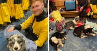 Woman ‘waist-deep in water’ and her four dogs rescued after being cut off by the tide on East Yorkshire coast