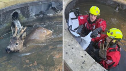 Oh deer me! Firefighters called to aid unexpected visitor that wandered into garden pond in East Yorkshire