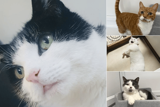 25 feline friends looking for their forever homes in Leeds this month