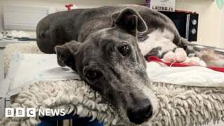 Greyhound rare blood donations save dozens of dogs