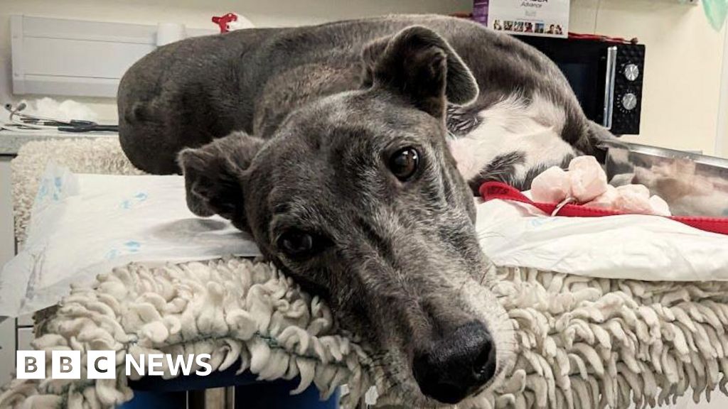 Greyhound rare blood donations save dozens of dogs