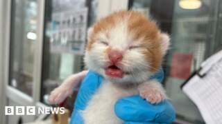 Rescue centre sees rise in abandoned cat families