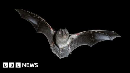 Bat concerns delay work on town regeneration scheme