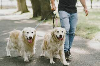 Dog owners warned to avoid making this one mistake during spring – which could land you with a hefty fine