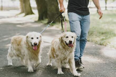 Dog owners warned to avoid making this one mistake during spring – which could land you with a hefty fine
