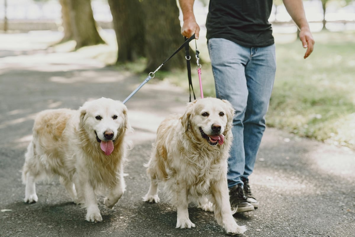 Dog owners warned to avoid making this one mistake during spring – which could land you with a hefty fine