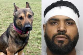 Sheffield police dog snares wanted man who rammed flash car into police vehicle before attempting to flee