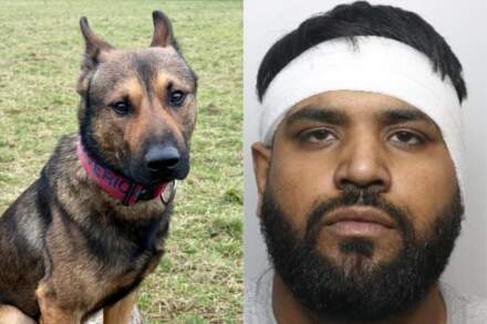 Sheffield police dog snares wanted man who rammed flash car into police vehicle before attempting to flee