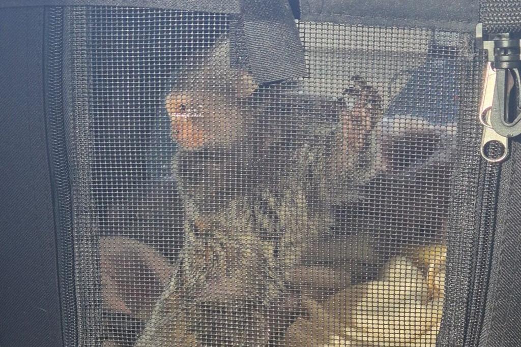 Monkey discovered hidden in car after South Yorkshire Police carry out drugs search