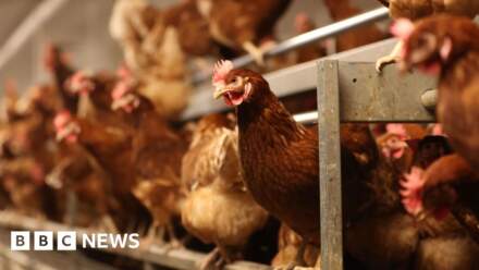 Cull imposed after bird flu discovered
