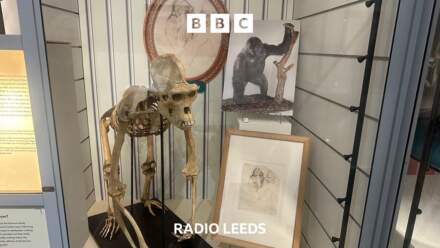 The ‘celebrity’ gorilla in a Leeds museum