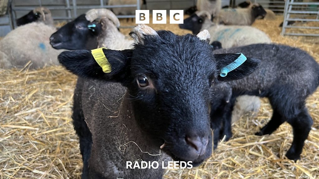Spring Lambs Arrive at Temple Newsam
