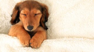 Travelodge updates pet policy as Brits will now pay more to bring animals