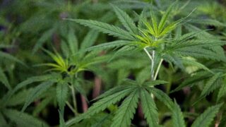Trio gave ‘idiotic and ludicrous’ excuses when they were found in house stuffed with cannabis plants