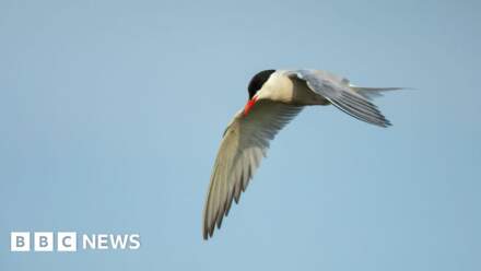 New nesting beach for birds at RSPB reserve
