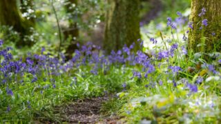 ‘Hidden’ woodland walk is ‘one of best places to see bluebells in UK’