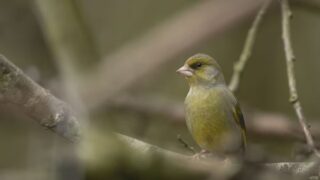 RSPB Big Garden Birdwatch 2026 results are in for East Yorkshire