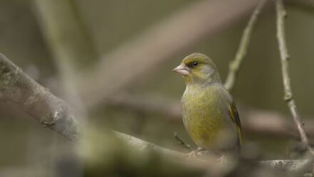 RSPB Big Garden Birdwatch 2026 results are in for East Yorkshire