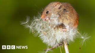 Two-year nature recovery project completed