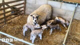 Sheep has 'one in a million' quintuplet birth