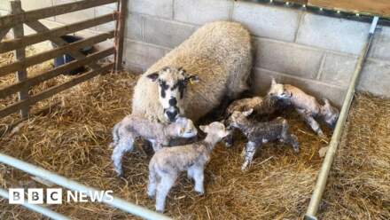 Sheep has 'one in a million' quintuplet birth