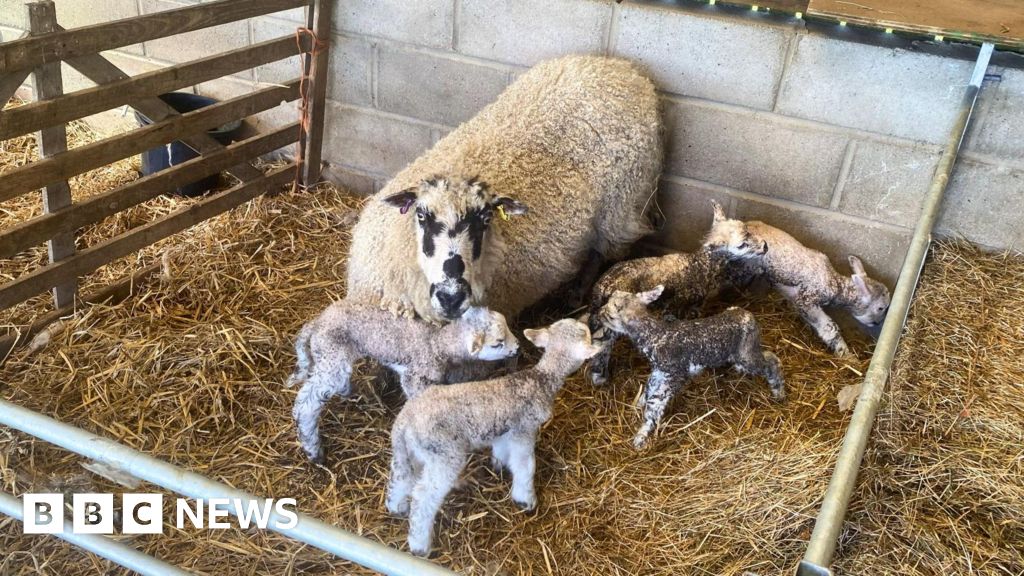Sheep has 'one in a million' quintuplet birth