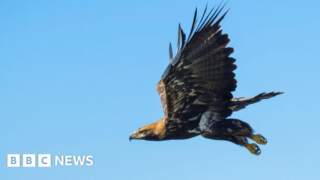 Farmers must be listened to on golden eagle return