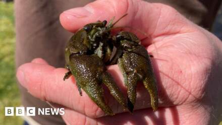 Endangered crayfish released into Yorkshire Dales