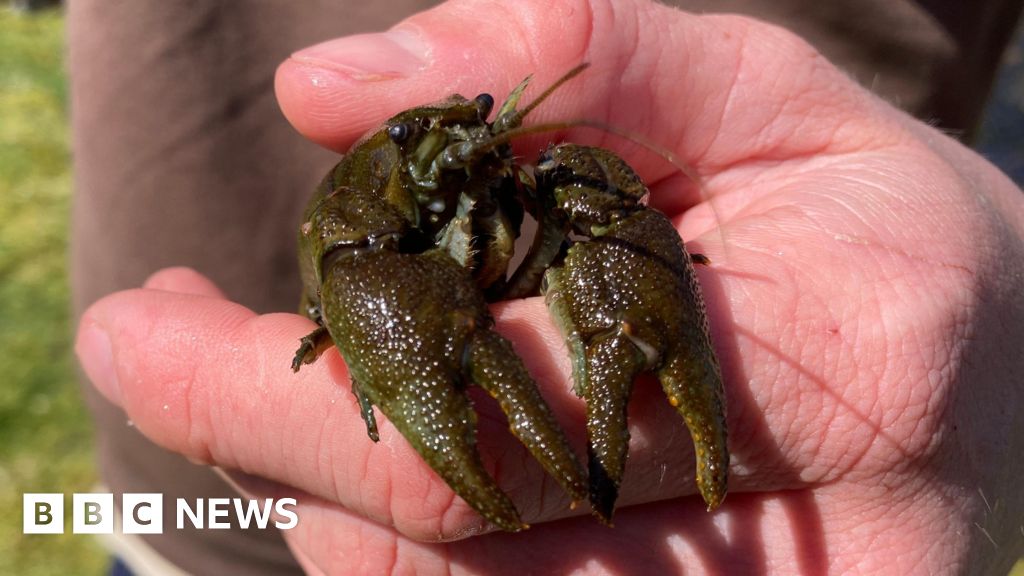 Endangered crayfish released into Yorkshire Dales